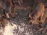 Rock Wallaby屬岩鼠類的袋鼠，體型較小的品種，享受餵野生袋鼠的樂趣。