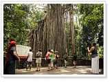 Giant Curtain Fig Tree - 600 years old (巨大窗簾樹)