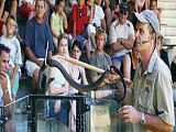 Hartley's Crocodiles 哈特利鱷魚園－動物巡演