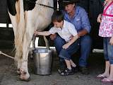 農場－擠牛奶
