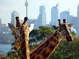 泰朗加動物園Taronga Zoo - 長頸鹿