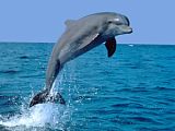 乘坐遊船觀賞在港內棲息的野生海豚