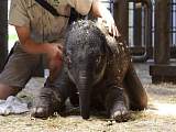 Taronga Zoo - 新出生的小象