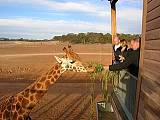 澳洲”肯尼亞”之稱的Monarto Zoo 莫納托開放式遊獵野生動物園
