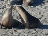 Seal Bay 海豹灣觀光步道上觀看海獅