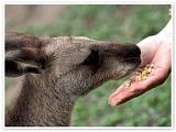 親手喂食袋鼠 Kangaroos