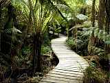 National Parks Rainforest Walk 國家公園雨林漫步
