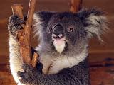墨爾本野生動物園－Koala 考拉