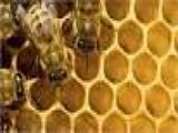 Honey House 蜂蜜農場