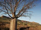 有750年樹齡的澳洲Boab Tree 猴麵包樹