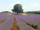 Lavender Farm 熏衣草農場