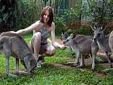 Koala & Wildlife Park 野生動物園