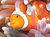 親身體驗七彩熱帶魚和奇形怪狀的珊瑚礁群環繞在您身邊的奇妙之旅