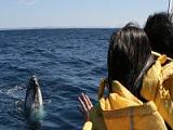 2小時雪梨觀鯨探險之旅