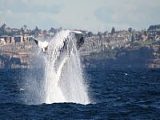 2 Hour Whale Watching Adventure Cruise on Totally Wild