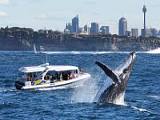 2小時悉尼觀鯨探險之旅