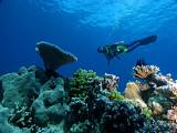 邦德堡大堡礁－海底珊瑚
