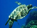 埃利奧特夫人島 大堡礁 - 水中遊蕩的海龜