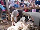 Watch sheep shearing 剪羊毛演示