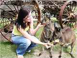 Hand feed kangaroos 喂袋鼠