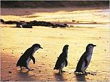 Penguin Parade 企鵝歸巢