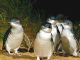 Penguin Parade 企鵝歸巢